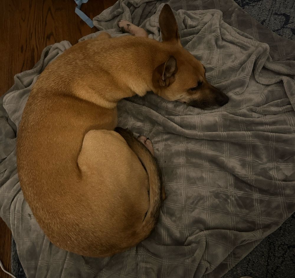 Dog with tan fur sleeps with his legs tucked under him in a half circle. His tail, which is has a gradient of tan to black is curled around him. His likewise dark muzzle is pointed on one direction. His large ears are upright and alert despite the fact he is sleeping.