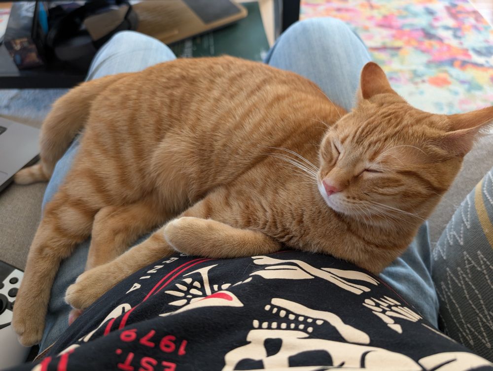 An adorable orange kitten sleeping on her owner's lap.