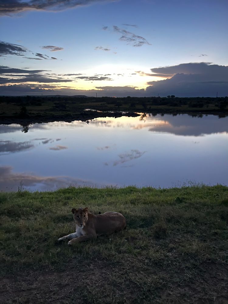 A female lion rests in front of a watering hole at sunset. Photo taken at the Governors Mugie conservancy in Laikipia, Kenya.