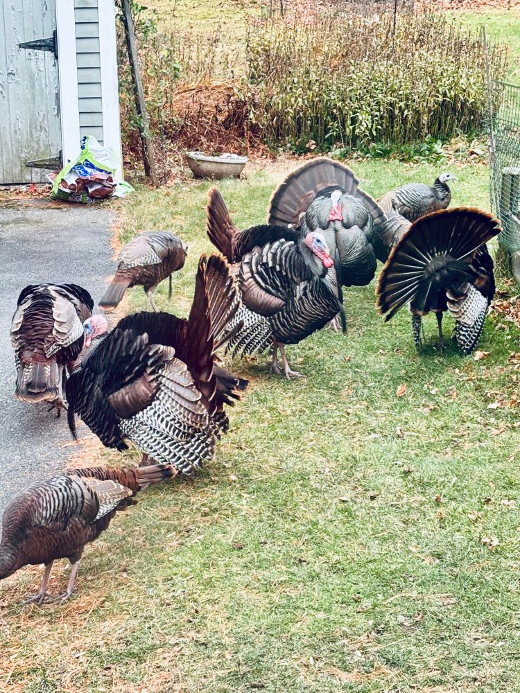 A rafter of wild turkeys in my driveway. I think there were 12 in total, 7 toms and 5 hens. The laddies are all puffed up in display and the ladies are trying to just have a peaceful meal, goddammit. Excuse me sir, but you are standing on my sunflower seeds. 