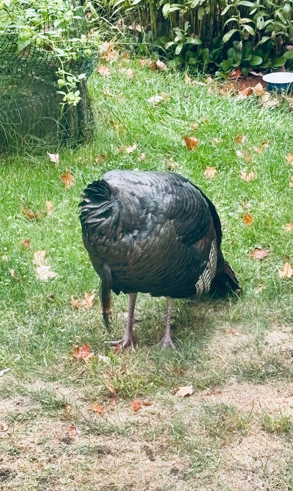 A wild turkey tom on some brown grass. He’s withdrawn his head into his plumage, so there’s just a whorl of feathers where his neck should be. We’ve got a big storm coming, so this is their version of hunkering down.