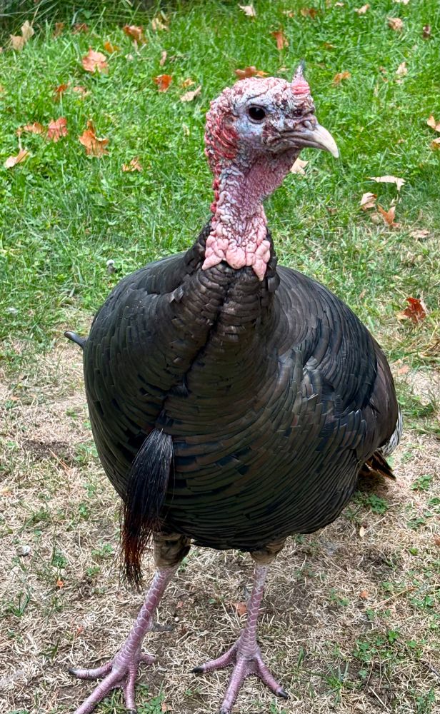 A wild turkey tom standing on some brown grass. He’s got brown spots on his head, like a rotten fruit. You can’t tell that well from this angle, but his head is pretty swollen, too. 