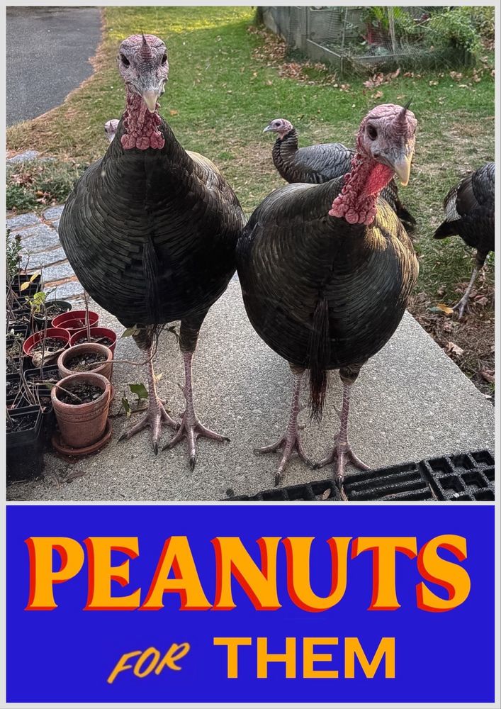 Two wild turkey toms on a back door stoop. They are very close to the viewer and staring at them intently. Below them, the slogan “Peanuts For Them” in the Zohrani campaign style, yellow serif font with an orange drop shadow on a deep blue background.