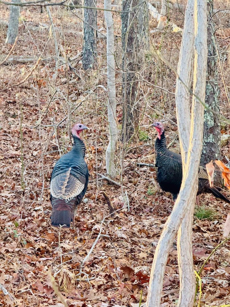 Two wild turkey toms amongst the trees. There’s a thick blanket of fallen leaves beneath them. The trees are thin and scrubby, typical cape cod. The light is low, late afternoon in November.