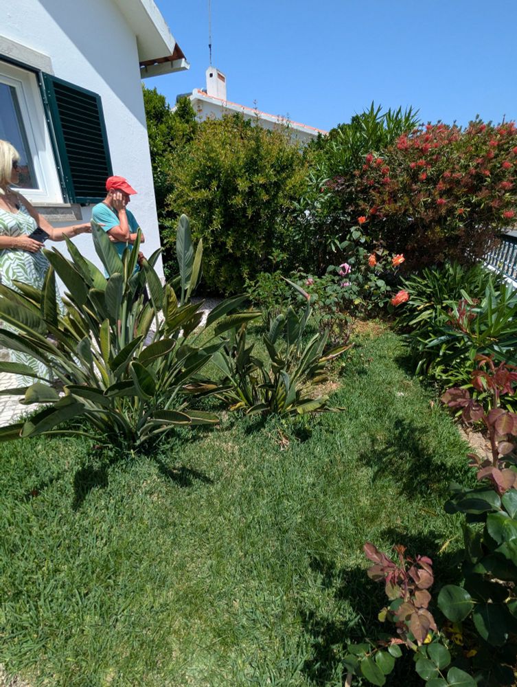 3 bird of paradise plants, a pomegranate tree & roses