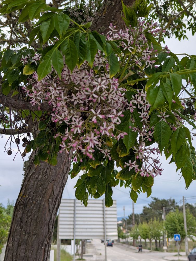 A new variety of a wisteria tree 
