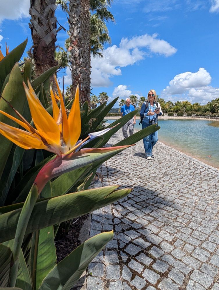 Bird of paradise by the pond, Buddha Eden Garden Bombarral Portugal 