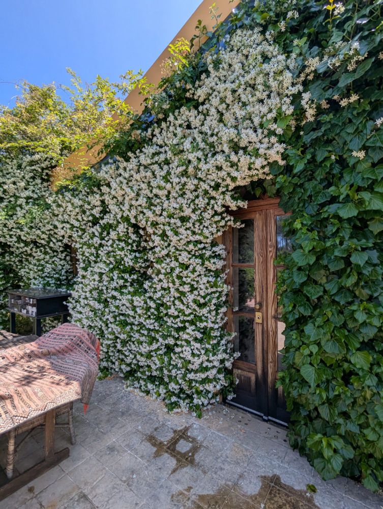 Jasmine covering the house 