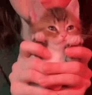 a person is holding a small kitten in their hands with red lights behind them .