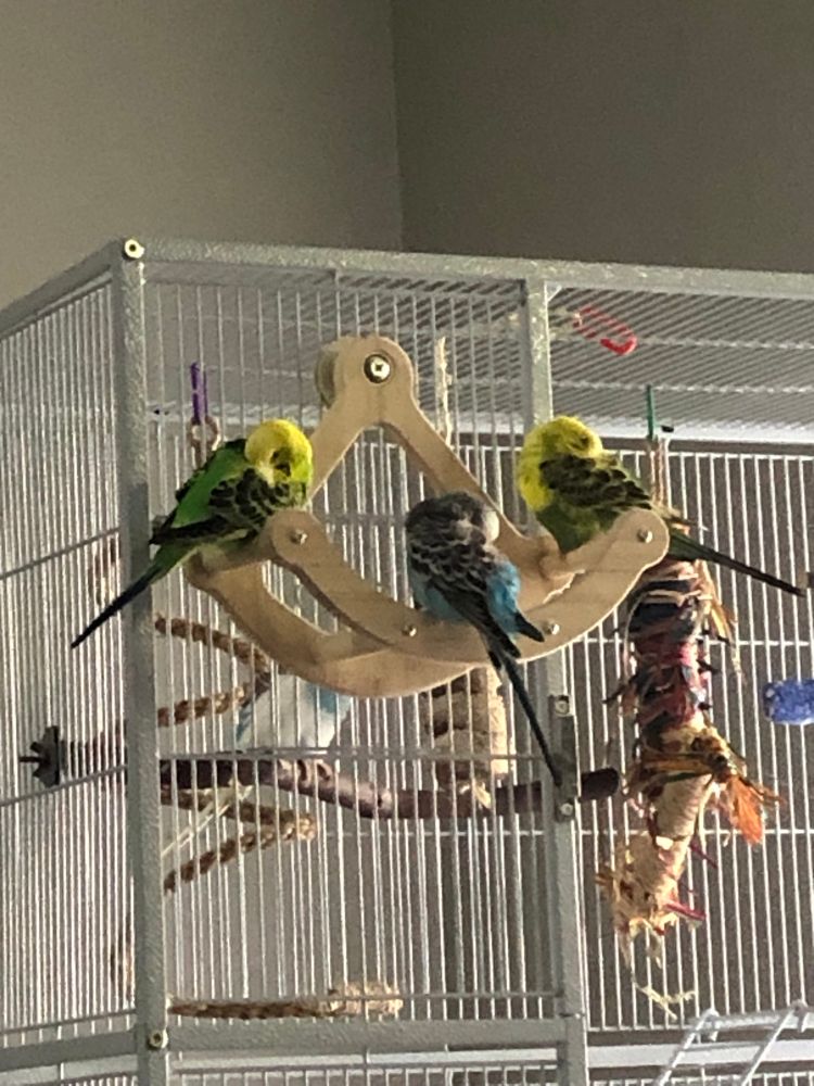 A large white birdcage with a wooden swing bolted to the outside. Three brightly colored parakeets are perched on the swing. Each bird is fluffed up and has her head tucked behind her wing taking a nap. Visible inside the cage behind the swing is a fourth parakeet. While this is a still image I can inform the viewer that the parakeet inside the cage is awake and chirping merrily. She’s very happy.
