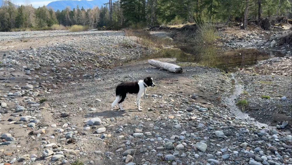 Wet border collie puppy standing near a stream