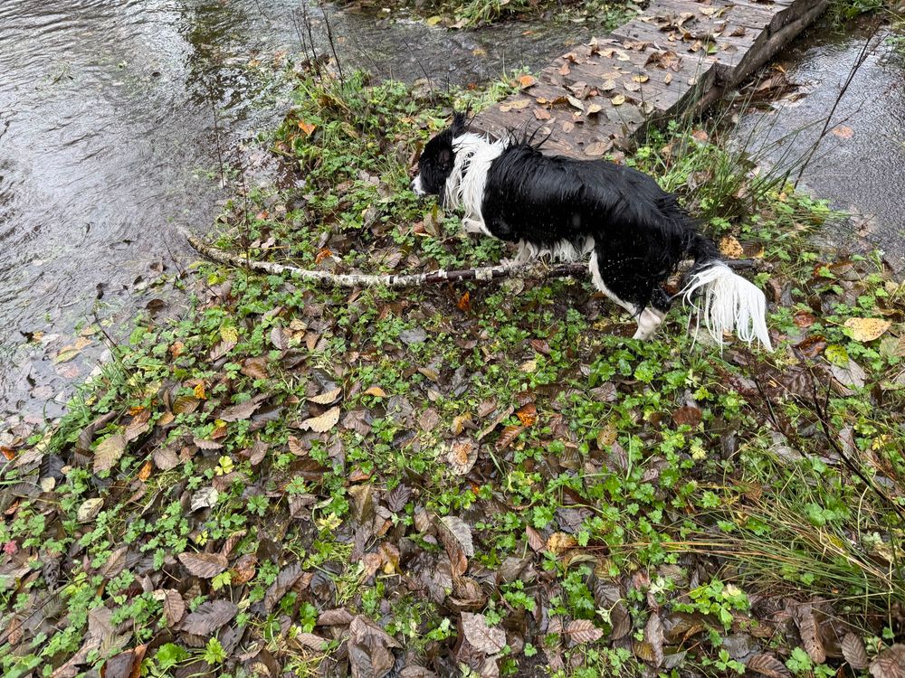 Collie dog guarding his new treasure ‘xxl stick’