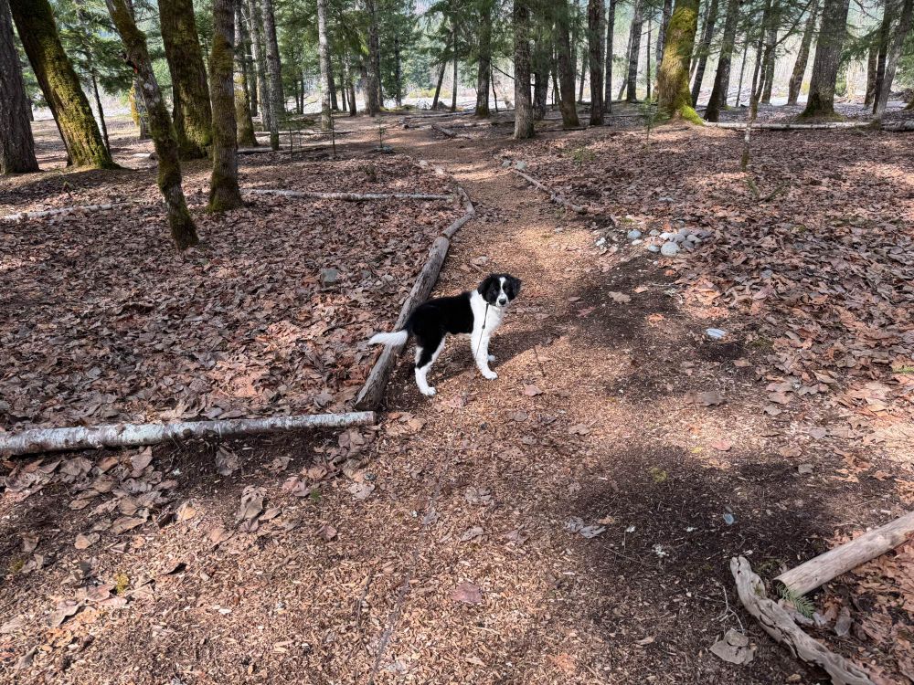 Ransom border collie puppy standing on a trail in his forest.