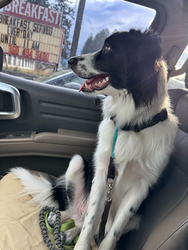 Ransom patiently waiting like a good boy.