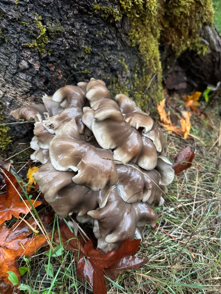 Pleurotus ostreatus