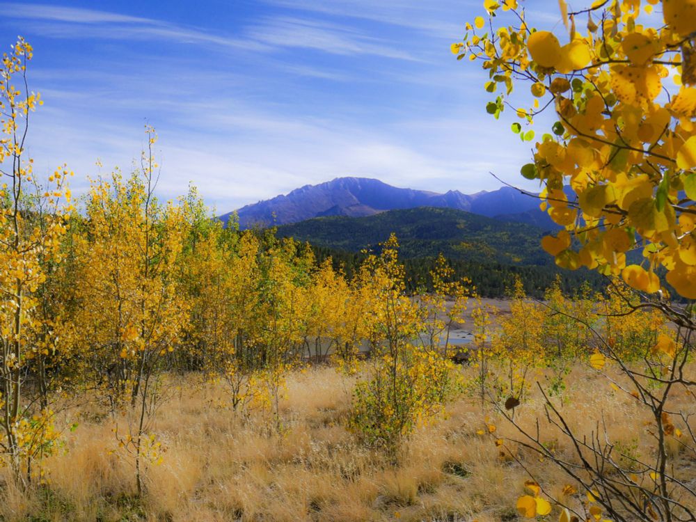 Blue sky over Pikes Peak aspen trees