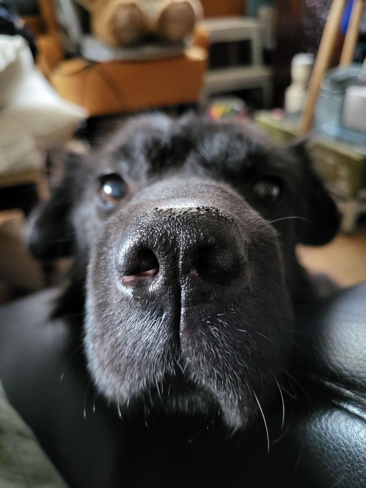 A fish eye photo of a dog with a big snout. The nose is in front and in focus.