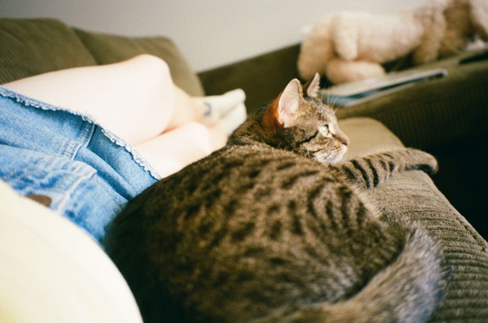 hanging out on the couch with my tabby cat 