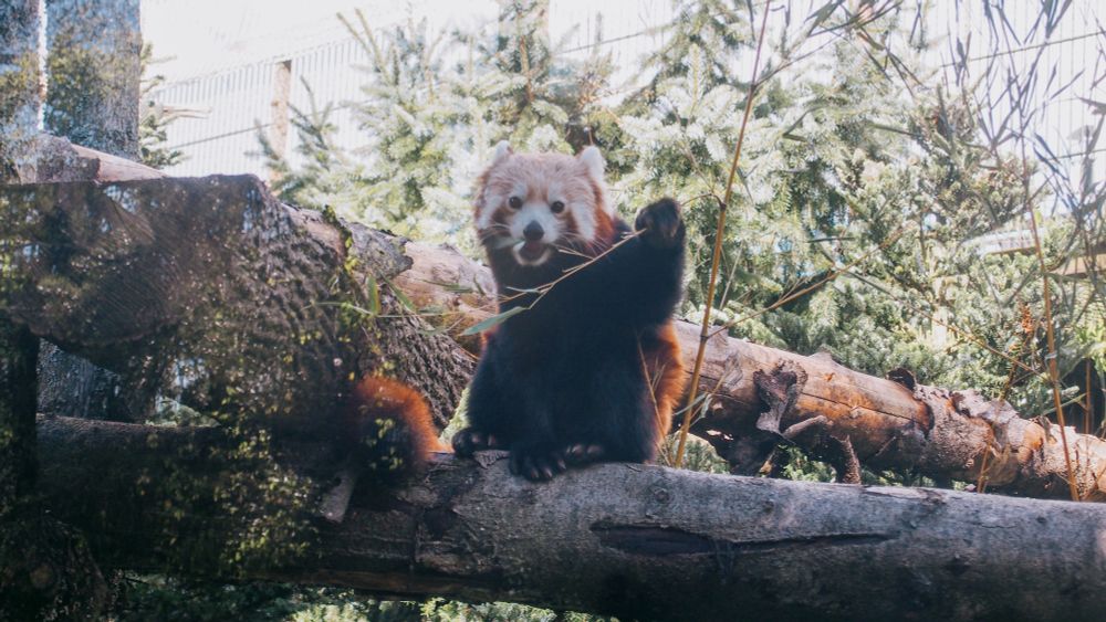 red panda happily munching 