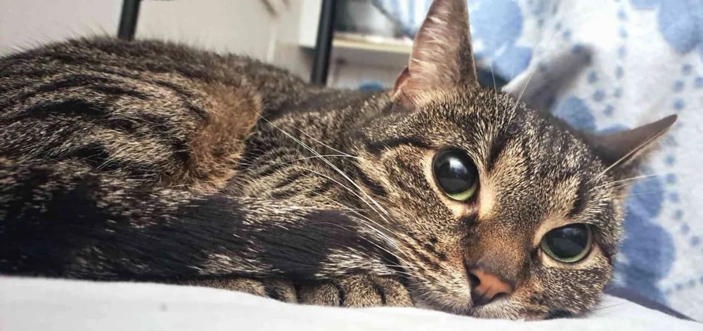 tabby cat with very big baby eyes laying down 