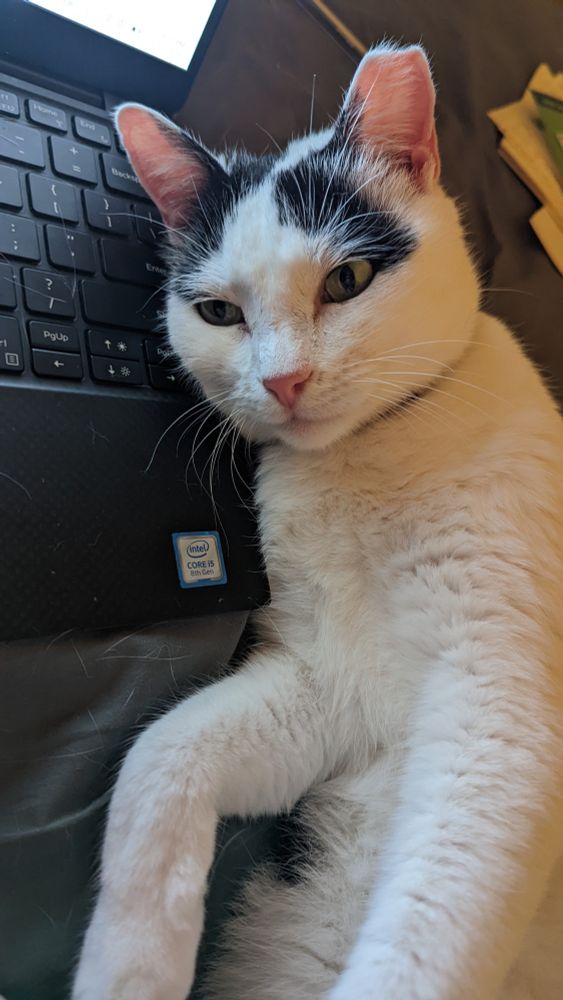 A cow cat laying on a laptop