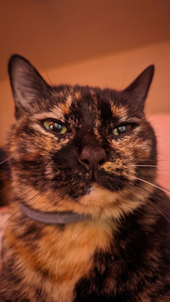 A close up portrait of a fat tortie cat