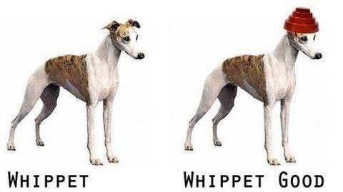 Two Whippet dogs in 3/4 profile stances. The dog on the right is wearing a DEVO Power-Pyramid had. Under the left dog is the word Whippet. Under the right dog are the words Whippet Good