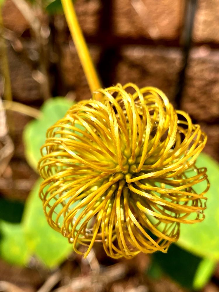 A golden orb of spoke-like strands that look somewhat like the wires of a whisk. 