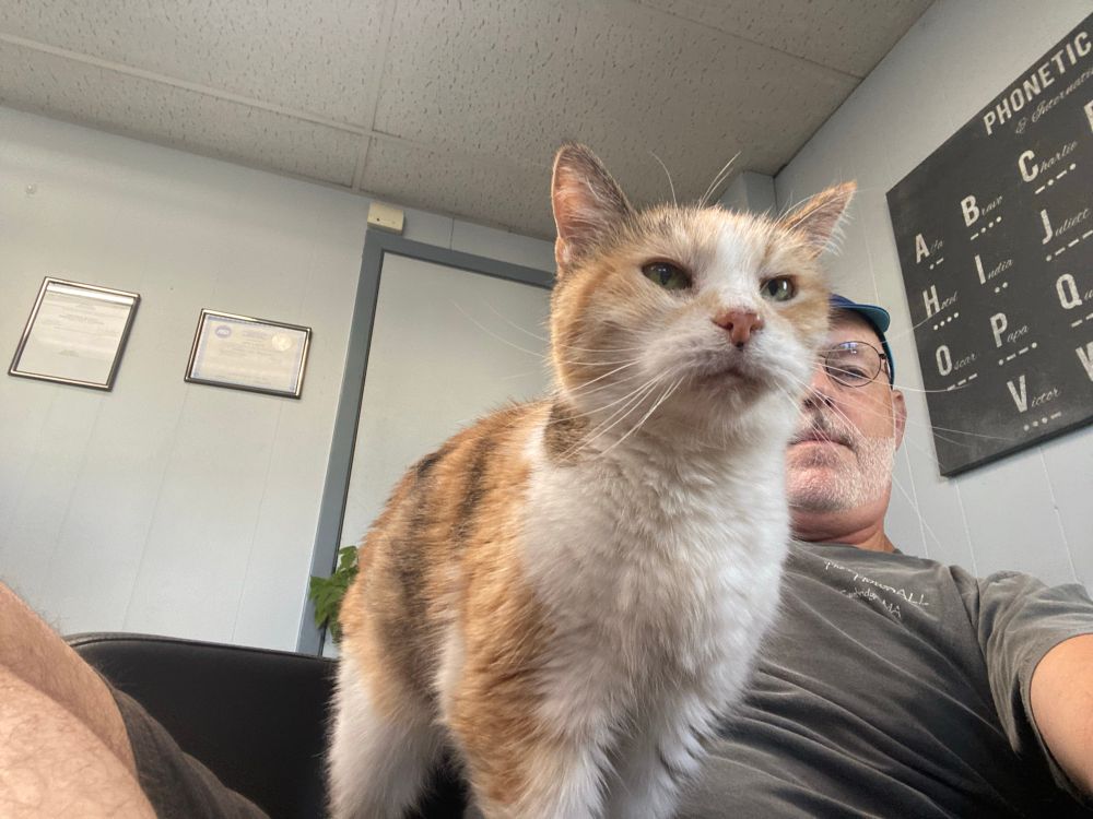 An elder calico cat stands on the lap of a man sitting in a black chaise in a waiting room.