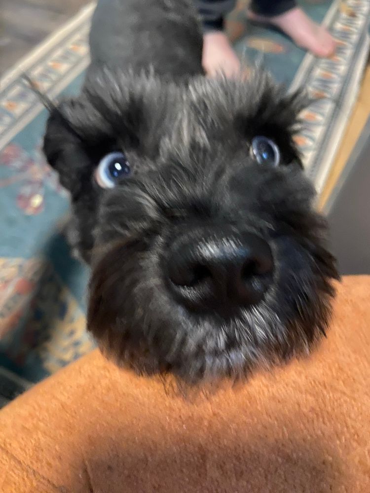 The camera is even closer and centered on newt’s nose. He is now looking off to the side. The image is blurry 