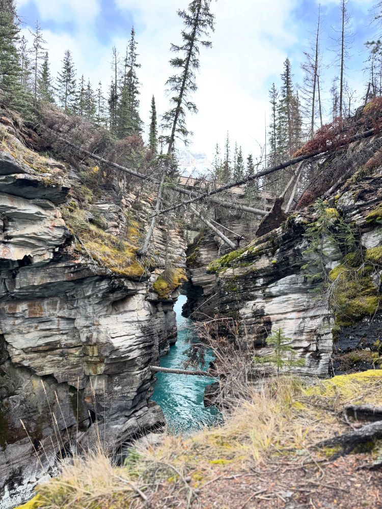 Vivid blue water carves through rock canyons in Jasper National Park. 
