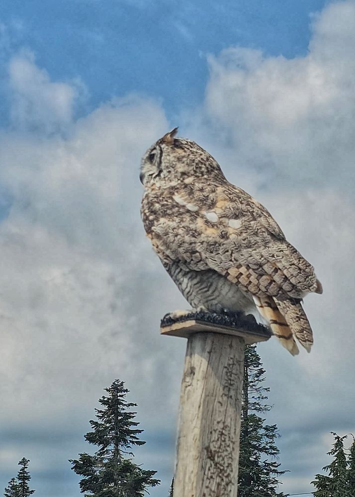 An owl sits atop a perch surveying the world around it. 