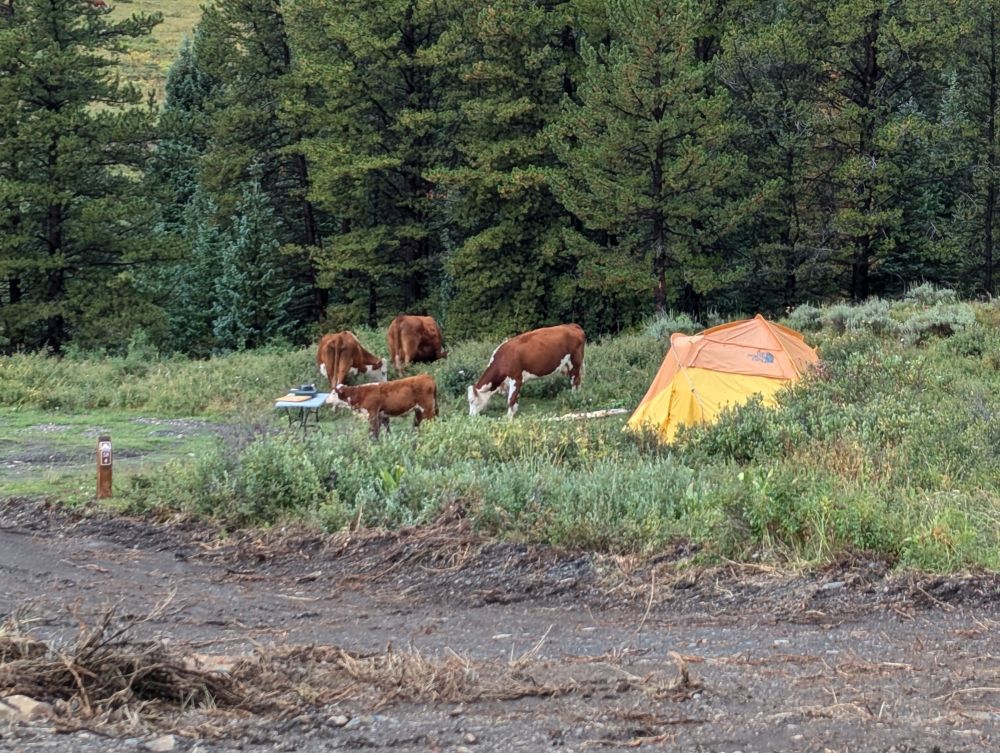 Four brown and white cows of various sizes standing around a table and orange tent at a mountain campsite.