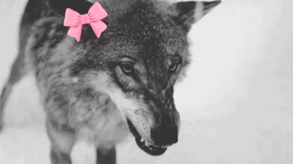 a close up of a wolf with a pink bow on its head