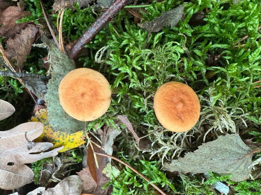 A pair of mushrooms, pictured from above, with a backdrop of moss and leaves. The mushrooms look a little like nipples.