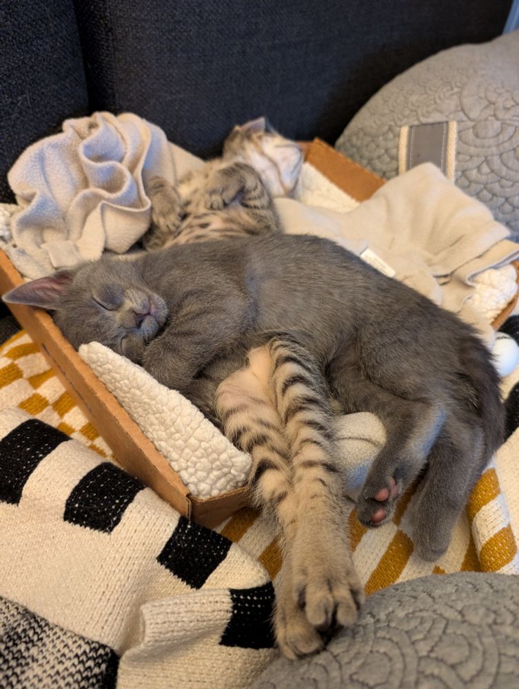 Bluejay, smoke gray kitten, sleeping on Sparrow, tabby kitten. Jay laying on Sparrow's tunmy while Sparrow has her body fully stretched out