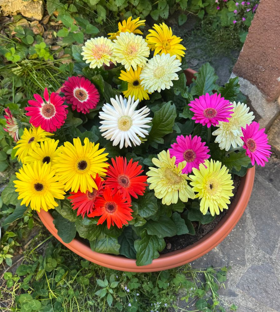 A large bowl of multi coloured gerbera (yellow, pink, orange, red, white)


