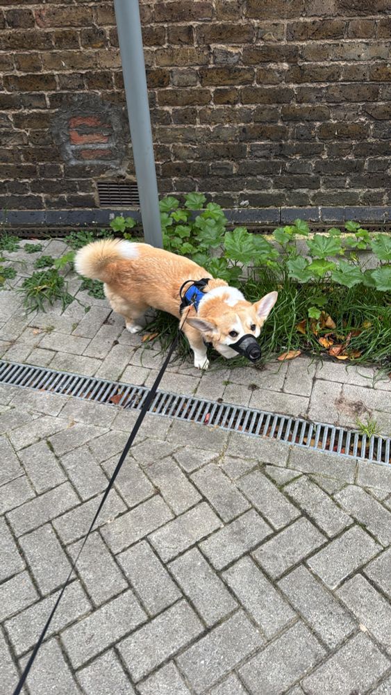Our corgi wearing a little muzzle and cocking his leg on a sign post to have a wee. 