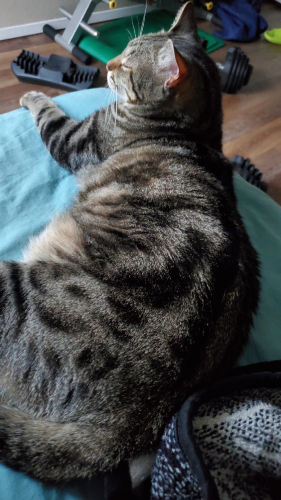 Grey tabby cat chilling on the edge of a bed 