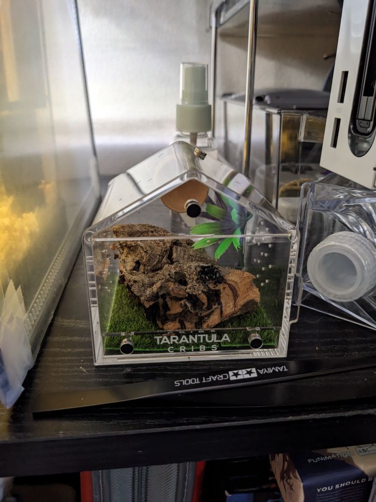 My jumping spider, Alfie