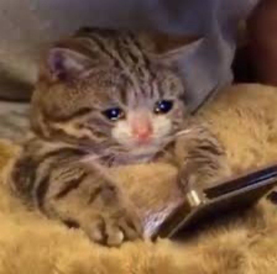 Sad kitten meme 
