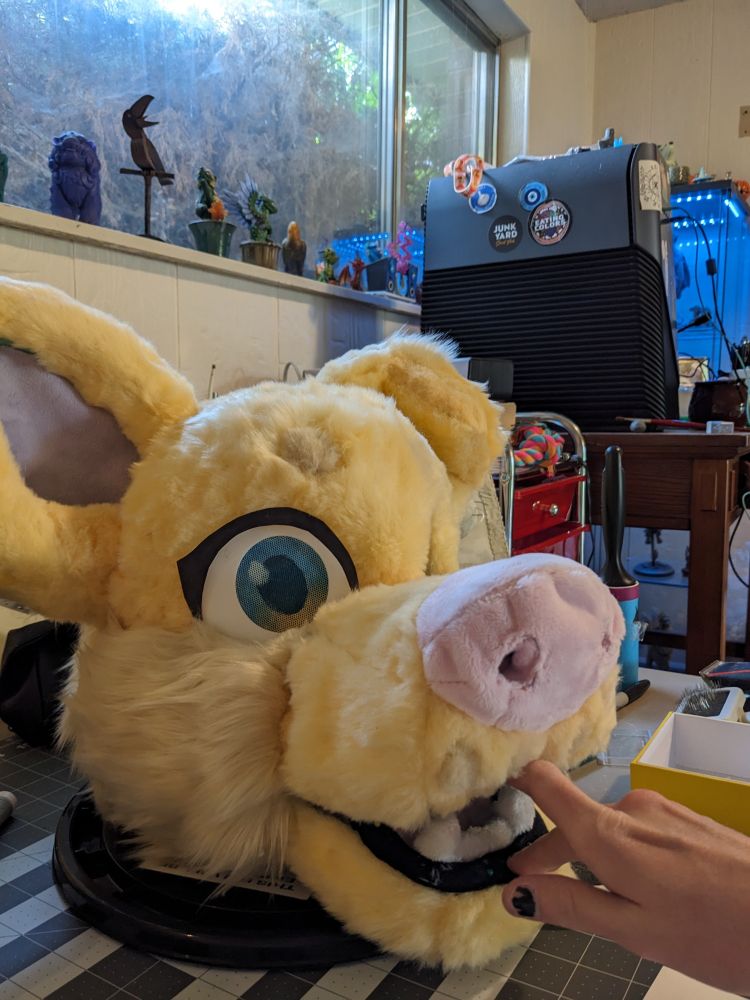 WIP of my fursuit head of Wulfe, and showing off his teethies!