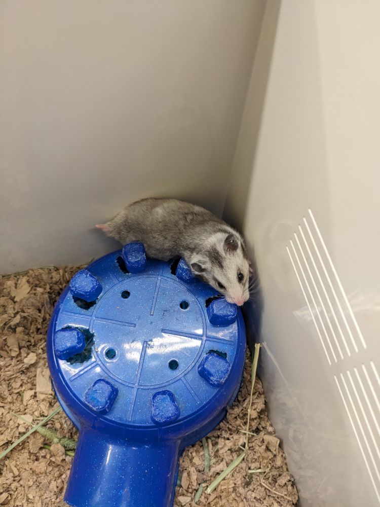 Syrian hamster behind her lil house. She had short dark to light grey and white fur like a possum