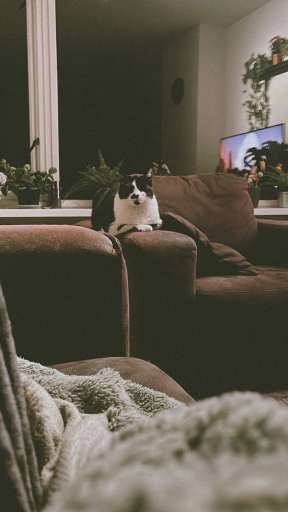 Kiki the cat laying on the armrest of a sofa. Her eyes are closed and the vibes are cozy.