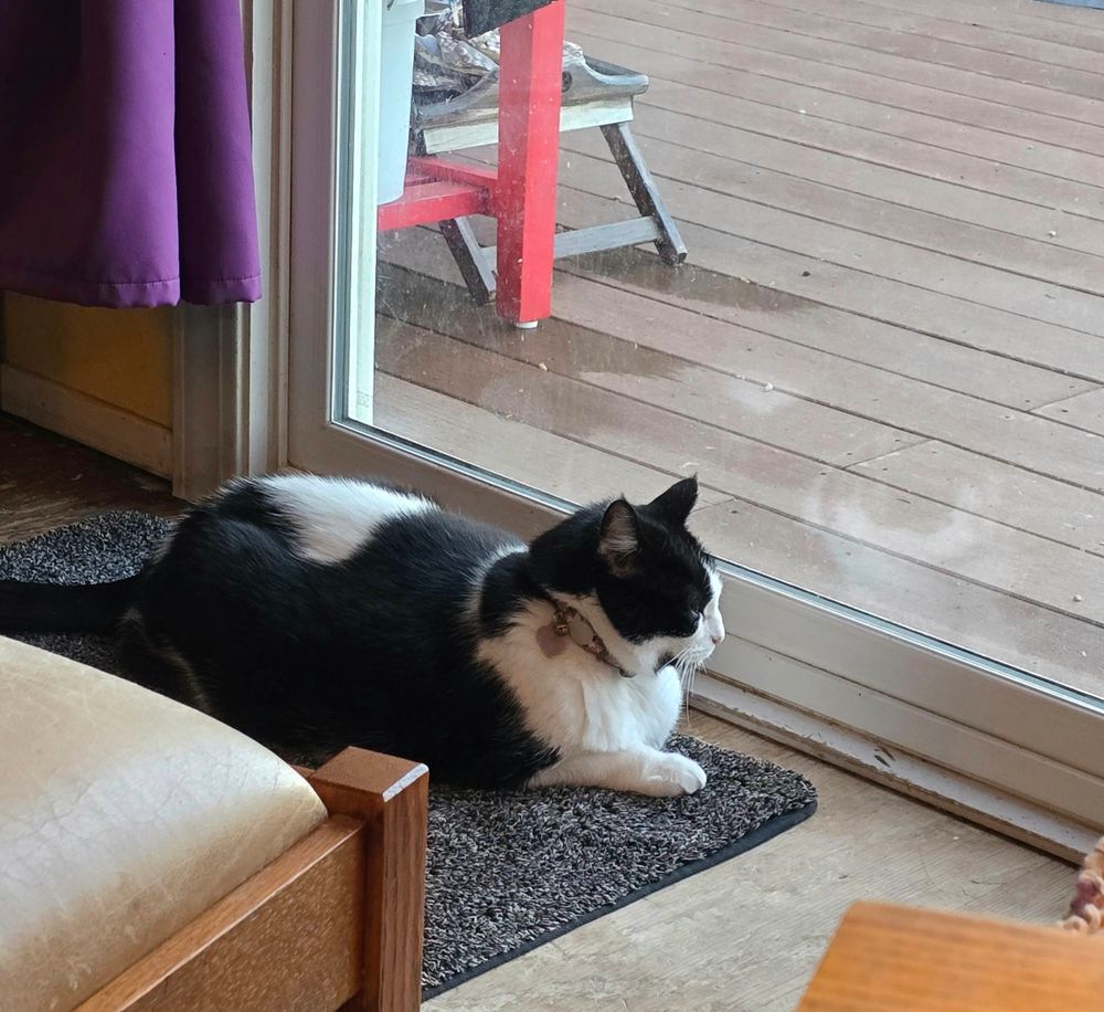 Black and white cat lounging inside at window.