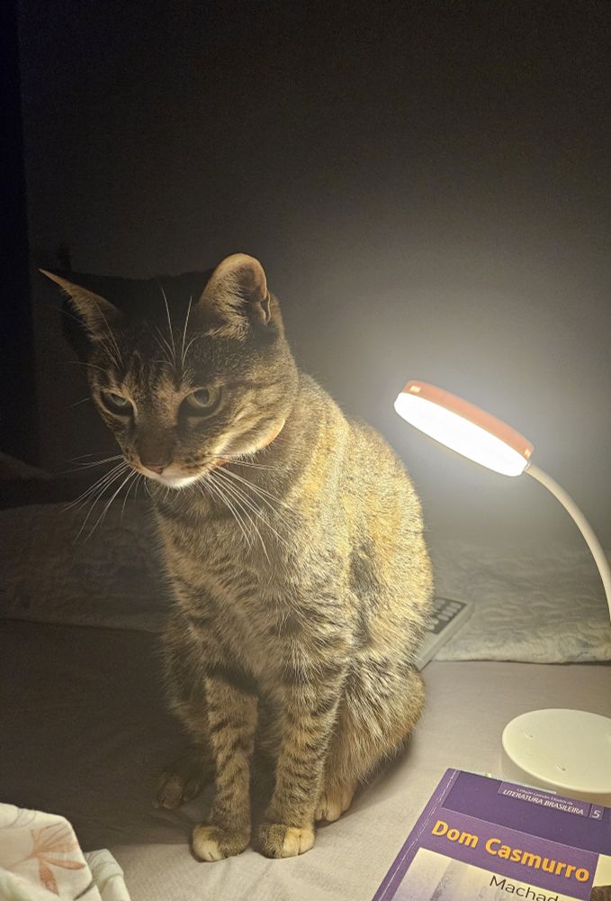 uma gata, uma luminária e um livro de dom casmurro em cima de uma cama