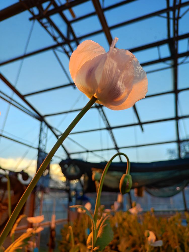 A white poppy flower against the background of a blue sky.