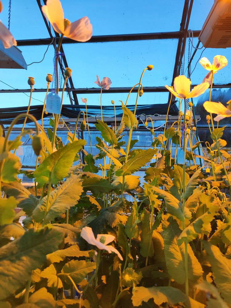 A group of white poppy flowers illuminated by glasshouse lights.
