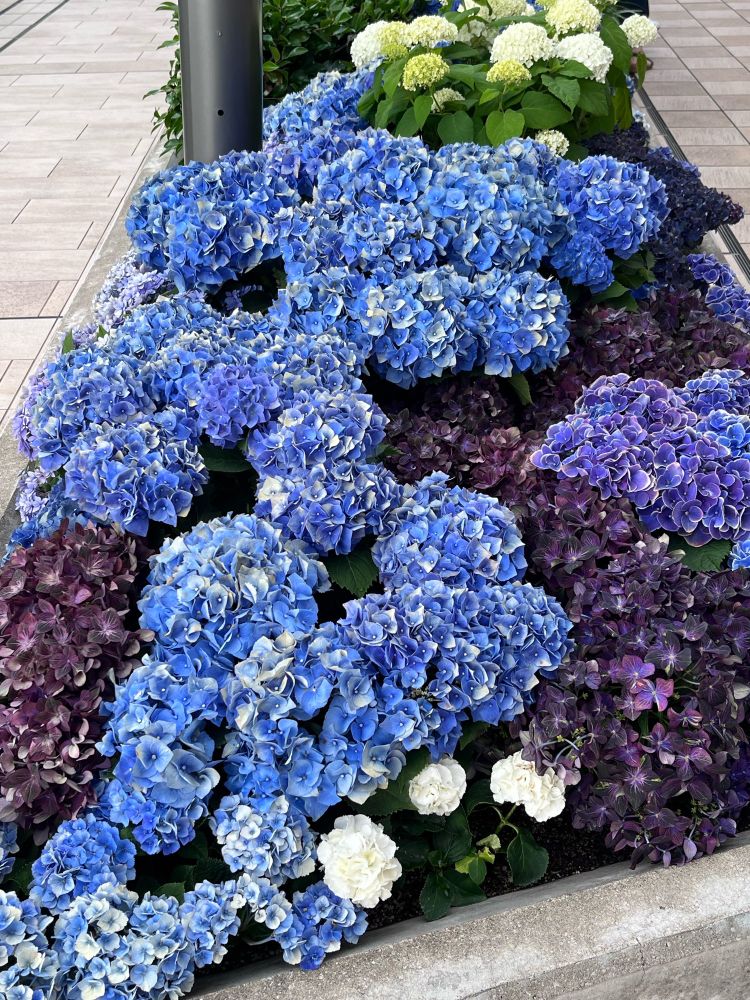 あんまりにも暑くてお元気ないあじさい