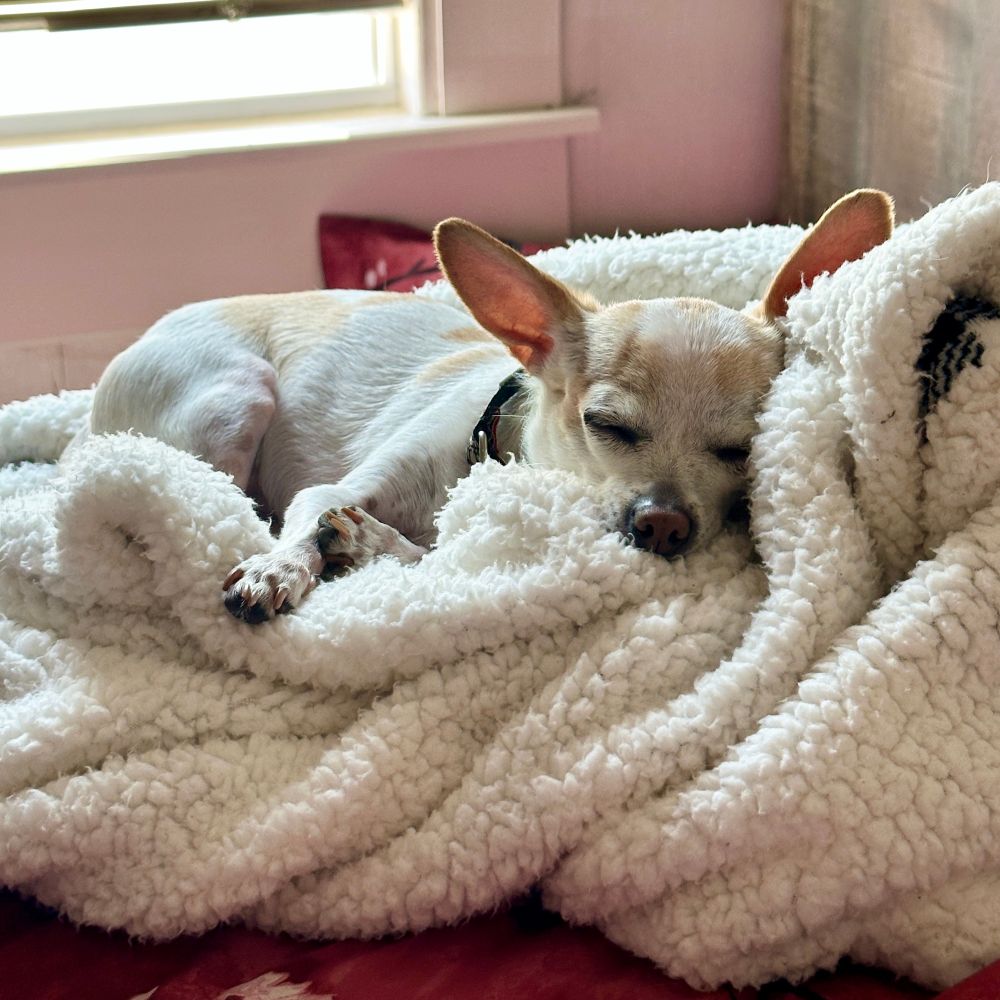 A small tan and white Chihuahua sleeps on a fluffy white blanket 